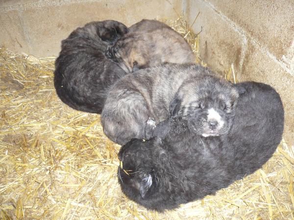 cachorros de mastin español