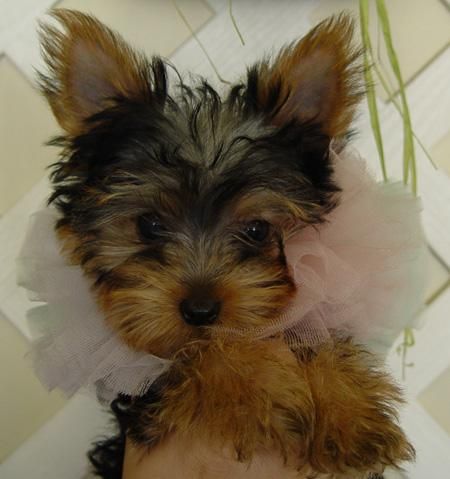 CAMADA DE 5 HEMBRAS YORKSHIRE TERRIER A 200 EUROS C/UNA - Rubí