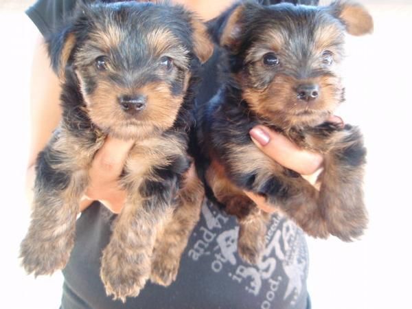 CAMADA YORKSHIRE TERRIER 300E TRANSPORTES INCLUIDOS