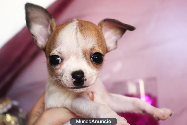 Chihuahua miniaturas enanos con su pedigre RSCE