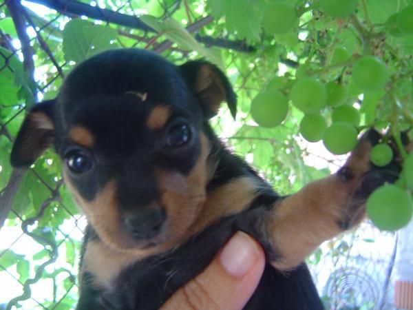 chihuahua preciosa cachorrita por 250 euros particular