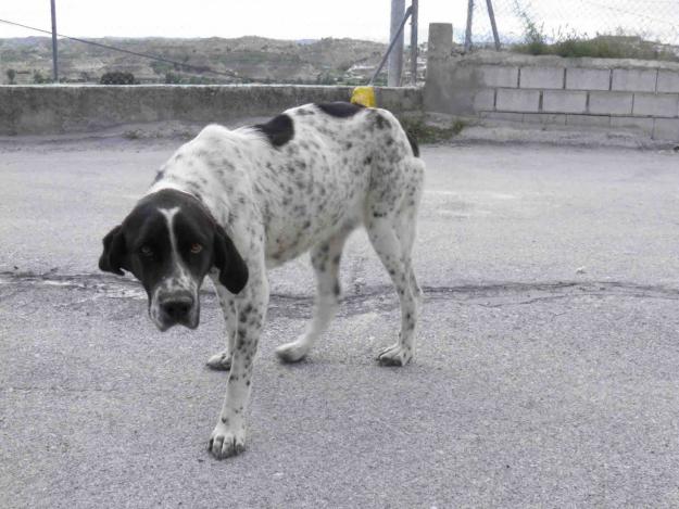 Perra abandonada busca un nuevo hogar