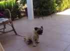 pug carlino - mejor precio | unprecio.es