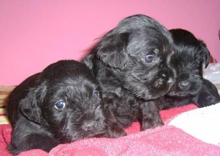 schnauzers minis negros , solo quedan  machitos 450