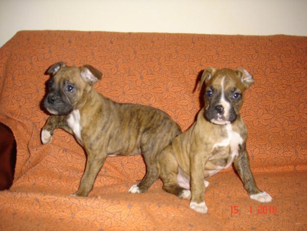 vendo cachorros boxer