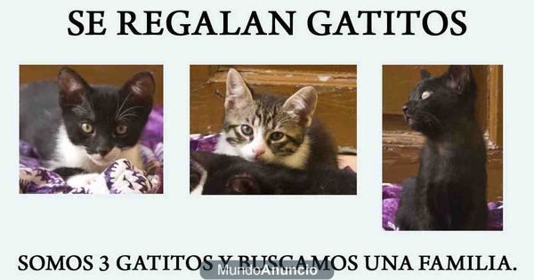 3 GATITOS BUSCAN CASA