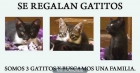 3 GATITOS BUSCAN CASA - mejor precio | unprecio.es