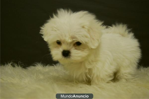 Bichon Maltes, Preciosos!!