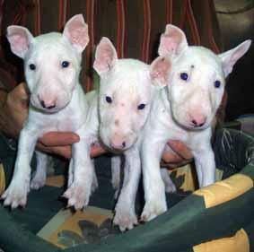 bullterrier mini