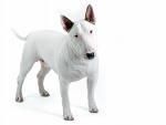 Bullterrier para montas