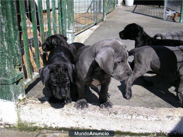 dogo aleman zul camada de calidad