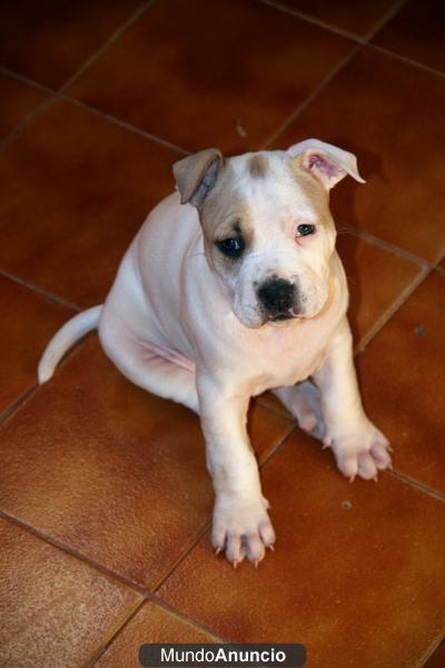 OCASION CACHORROS AMERICAN STAFFORDSHIRE TERRIER