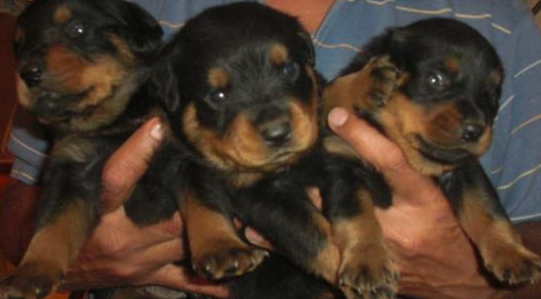 Rotweiller, con 45 dias. Vacunados