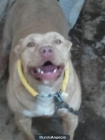 Se venden cachorro pitbull nacidos el jueves 27 de octubre de 2011 - mejor precio | unprecio.es