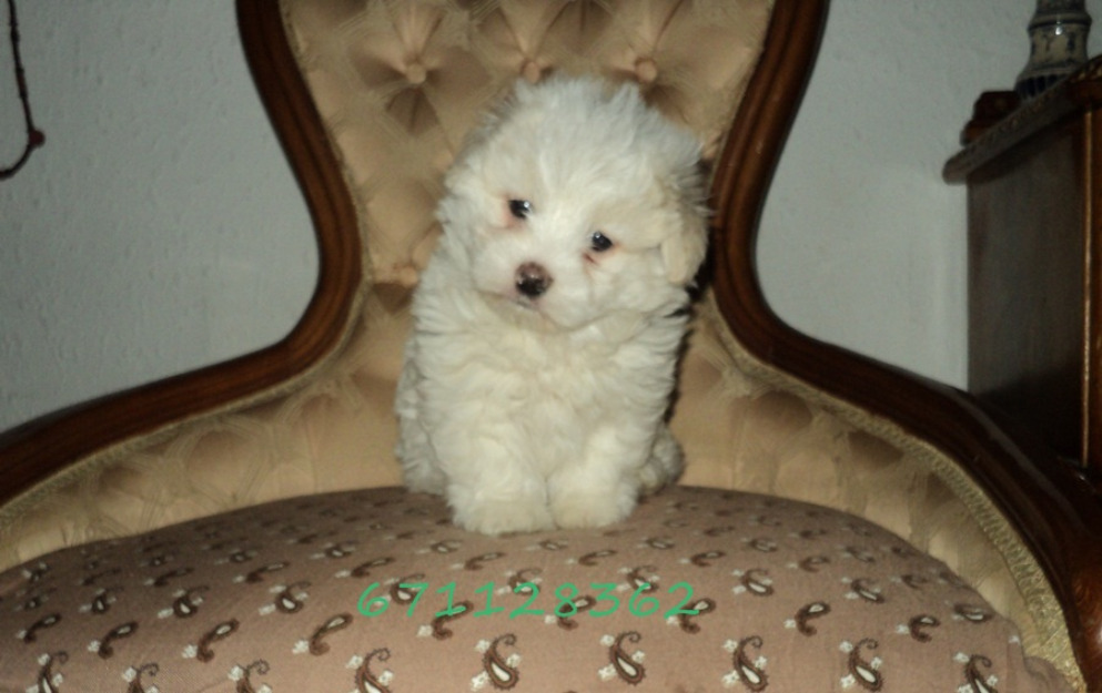 Bichon maltes   encantadores