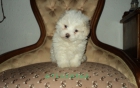 Bichon maltes encantadores - mejor precio | unprecio.es