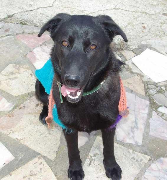 Perrita VEGA en Albacete ESPERA adopción!!!‏