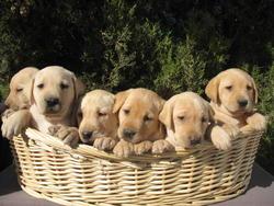 PRECIOSOS CACHORROS DE LABRADORES DORADOS