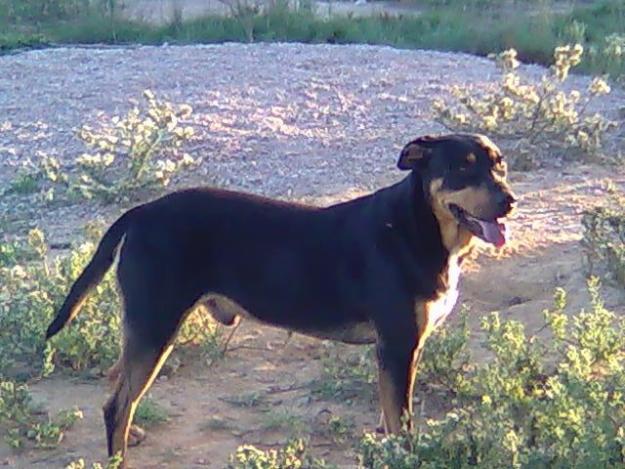 rocky,x rottwailer,muy cariñoso,adopcion