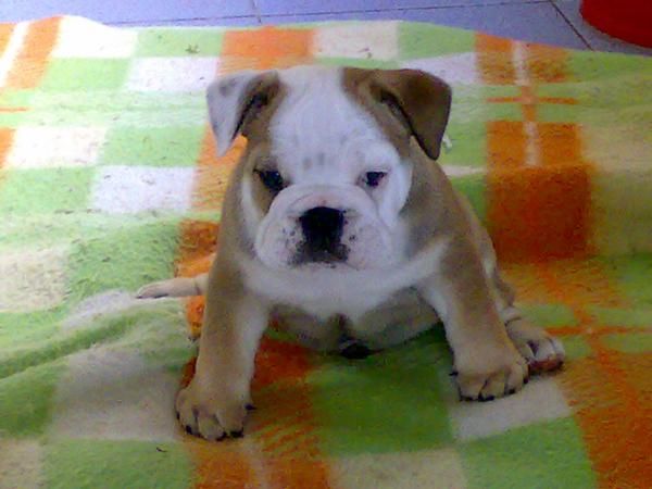 Se vende cachorros de bulldog ingles de exposicion