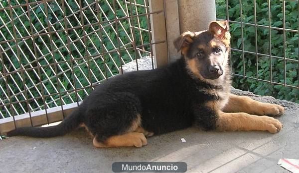 Cachorrita de Pastor aleman con pedigree