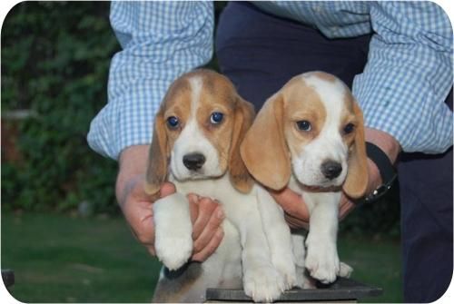 Cachorritos de Beagle en tricolor y en limon.