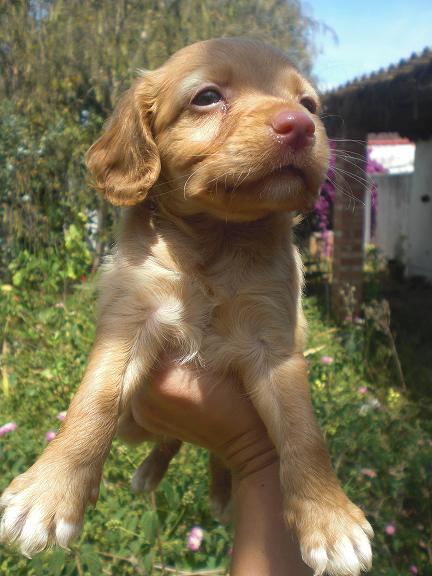 Cachorro cruce Cocker busca hogar