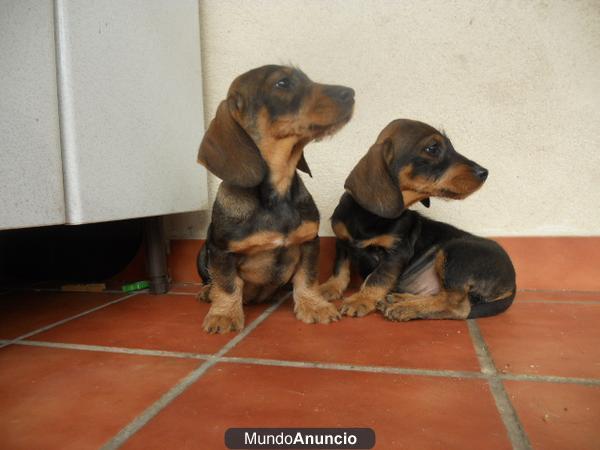 CACHORROS DE TEKEL