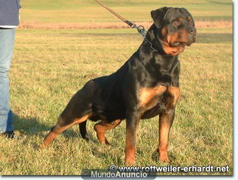 EXCELENTE CAMADA ROTTWEILER MADRID