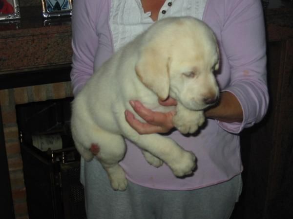 Labradores retriever,cachorros,pedigree.