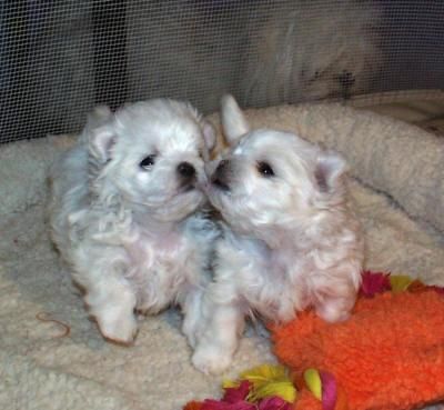 MALTESES CACHORROS