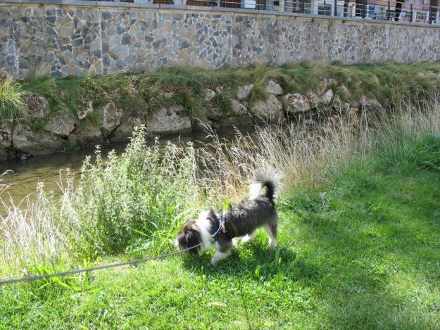 Se regala perro de raza pequeña de 5 kg de peso, tiene dos años.