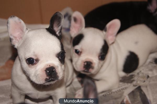 se venden cachorros de buldog frances