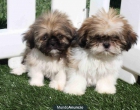 regalo Preciosos shih tzu ¡garantí - mejor precio | unprecio.es