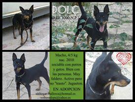 Dolç Ratero precioso en Adopción