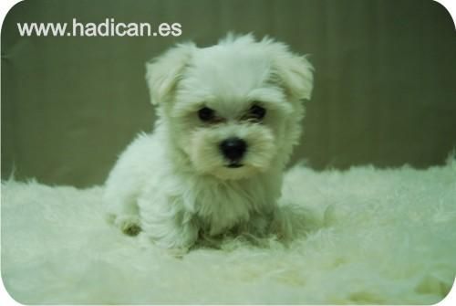 Cachorritos de Bichon Maltes de la mejor calidad.