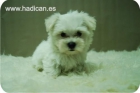 Cachorritos de Bichon Maltes de la mejor calidad. - mejor precio | unprecio.es