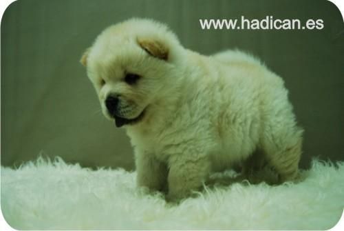 Cachorritos de Chow Chow de calidad mas que especial.