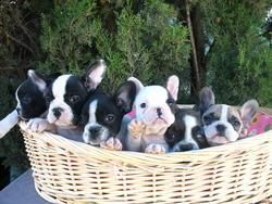 Cachorros Bulldog Frances 450 euros