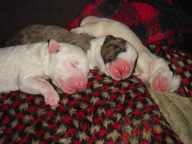 cachorros bullterrier