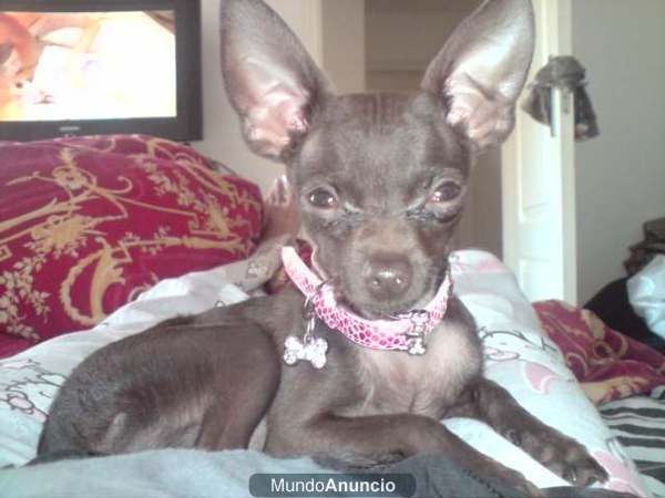 Chihuahua busca NOVIA en Tenerife