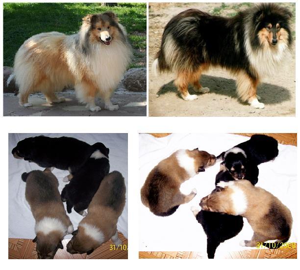 Excelente Camada, Cachorros Rough Collie