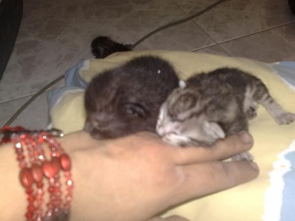 gratis regalo gatitos cruce de gato montes