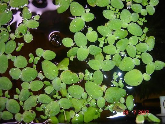 Plantas para acuario