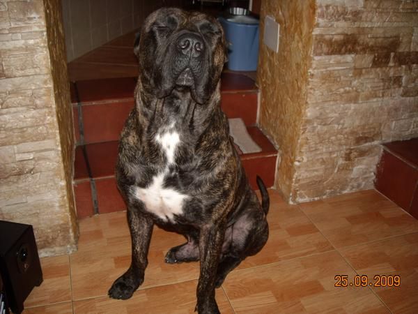 presa canario para montas