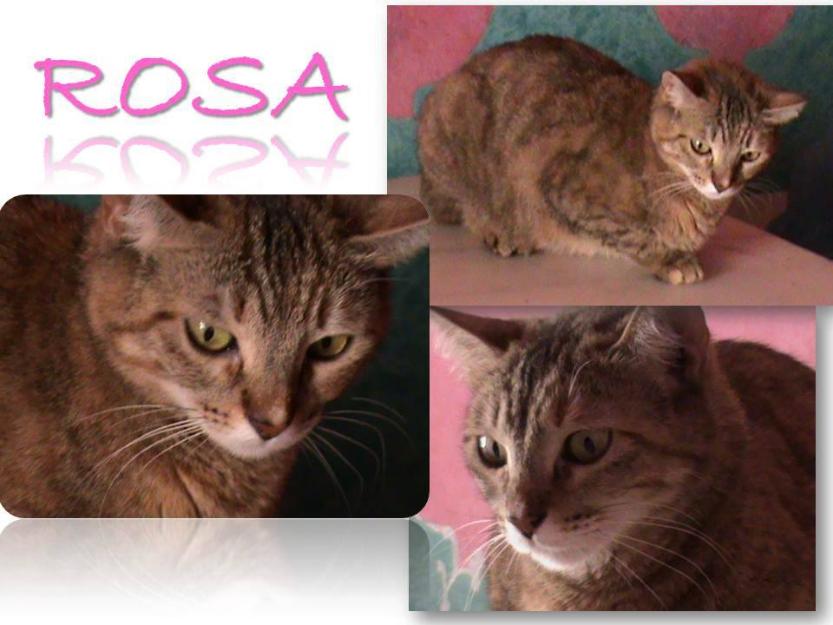 Rosa, gata atigrada socieble y cariñosa en adopción