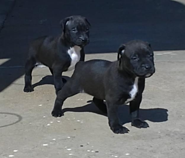 vendo cachorros de pitbull terrier