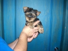 yorkshire terrier cachorrito macho con pedigri (loe) - mejor precio | unprecio.es