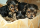 Yorkshires minis pura raza nacidos en mallorca TEL 634561018 - mejor precio | unprecio.es