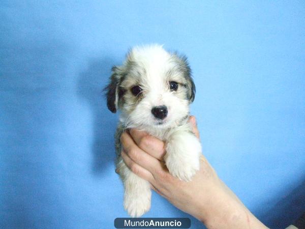 Bichon habanero cachorros preciosos